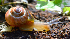 Bänderschnecke (4).jpg